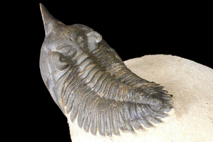 Minicryphaeus Trilobite - Tafraoute, Morocco #124894